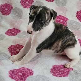 Tsuki - Black brindle Whippet puppy in Port Richey, Florida from Highlander Whippets