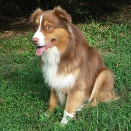 Rocky - Australian Shepherd