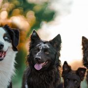 Mudis from Flying Dog Ranch Mudi