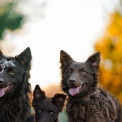 Mudis from Flying Dog Ranch Mudi
