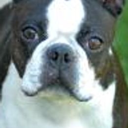 Boston Terrier All Grown Up from Alice Charette's Boston Terriers