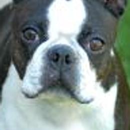 Boston Terrier All Grown Up from Alice Charette's Boston Terriers