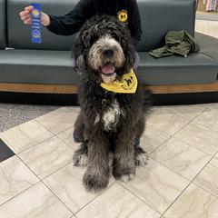 Raven - Saint Berdoodle