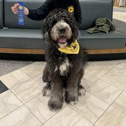 Raven - Saint Berdoodle