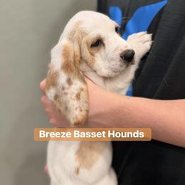 Noel - Lemon and white female Basset Hound puppy in Gulf Breeze, Florida from Breeze Basset Hounds