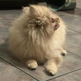 Marlin - Chocolate merle male Pomeranian puppy in Randleman, North Carolina from Luxurious Poms