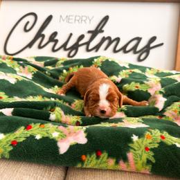 Secret Admirer - Ruby male Cavalier King Charles Spaniel puppy in Tolleson, Arizona from Pixie Dust Cavaliers