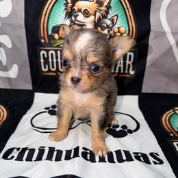 Carter - Merle male Chihuahua puppy in Palmyra, Indiana from Country Star Chihuahuas
