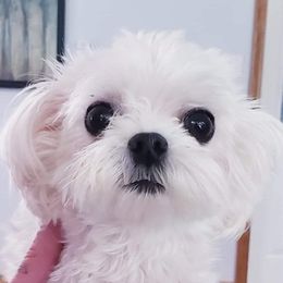 Asia - Maltese