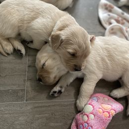 Golden Retriever Puppies from Sweeter Than Honey Golden Retrievers, LLC.