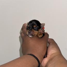 Prince. - Black and tan male Yorkshire Terrier puppy in Winston Salem, North Carolina from Pawfectly Tailored Yorkie's