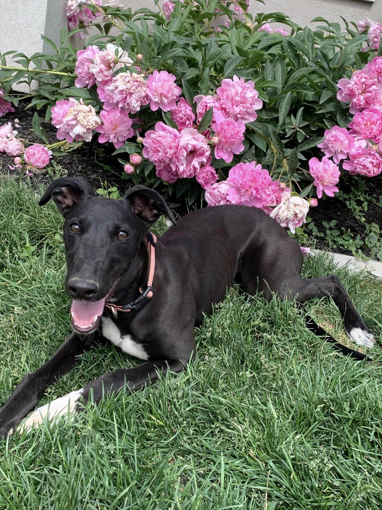 K and E Kennels in Utah Greyhound puppies Good Dog