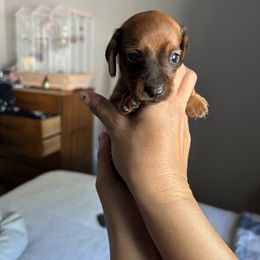 Dachshund Puppies from SpadedWeenies