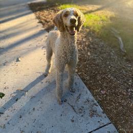 Archie - Parti male Poodle puppy in Swansboro, North Carolina from Monarch Standard Poodles