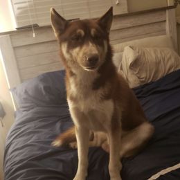 Titan - Siberian Husky