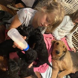 Airedale Terrier Puppies from Beitzel Airedales