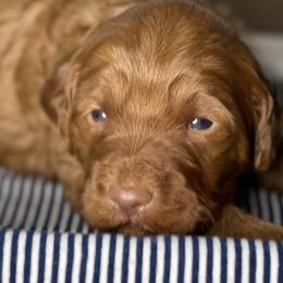 Goldendoodle Puppies from Kingwood Goldendoodles