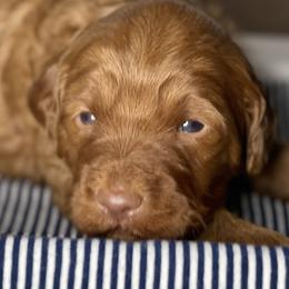 Goldendoodle Puppies from Kingwood Goldendoodles
