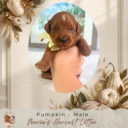 Pumpkin - Red  male Goldendoodle puppy in Norcross, Georgia from Teddy Puppies