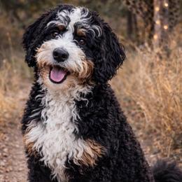 Magnolia - Bernedoodle