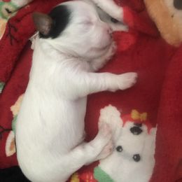 Yorkshire Terrier Puppies from Jackie Jenny’s Precious Yorkies