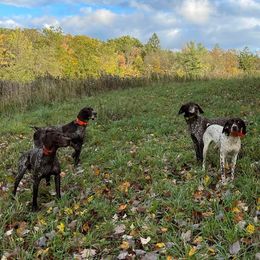German Shorthaired Pointers from Freestone GSP
