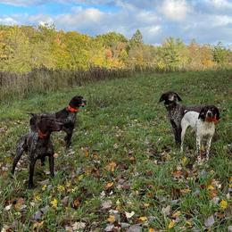 German Shorthaired Pointers from Freestone GSP
