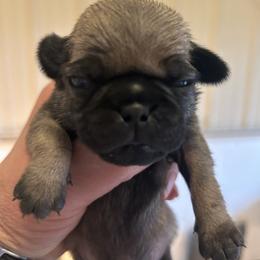 Boy 1 - Fawn male Pug puppy in Norborne, Missouri from Pug Palace