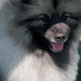 Keeshond All Grown Up from Enchanted Keeshond