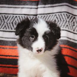 Snickers - Black male Border Collie puppy in Dallas, Texas from Effervescent Border Collies