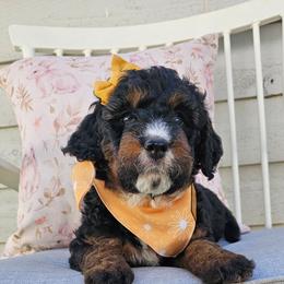 Jubilee - Tri-color female Bernedoodle puppy in Decatur, Georgia from So Adoodable