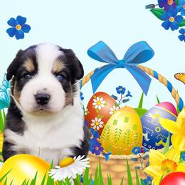 Boone - Black tri-color male Australian Shepherd puppy in Belews Creek, North Carolina from Tilley's Aussies