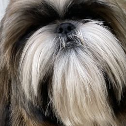 Brodie - Shih Tzu