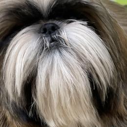Brodie - Shih Tzu
