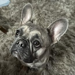 Joi - French Bulldog