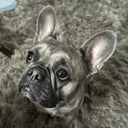 Joi - French Bulldog