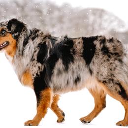 Miniature Australian Shepherds from Marie Aussies