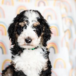 Bearded Retriever, Bernedoodle, and Poodle Puppies from Doodle Belle Puppy