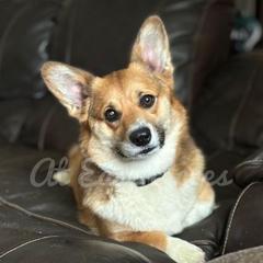 Quinn - Pembroke Welsh Corgi