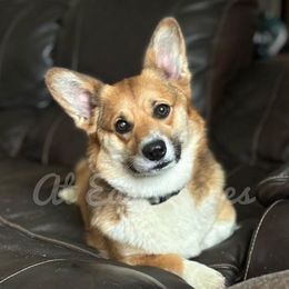 Quinn - Pembroke Welsh Corgi