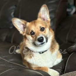 Quinn - Pembroke Welsh Corgi