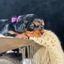 Purple girl - Black and tan female Cavalier King Charles Spaniel puppy in Waukesha, Wisconsin from Midwest Cavapoos