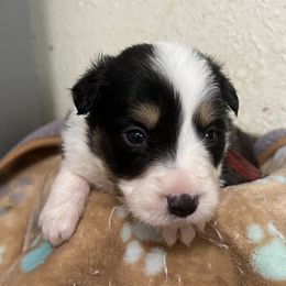 Nitrogen - red collar - Tri-color male Border Collie puppy in Crawfordsville, Indiana from Rescued Dreams Border Collies