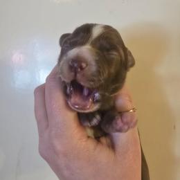 Orion - Red & white male Miniature Australian Shepherd puppy in Arlington, Texas from CopperHead Aussies