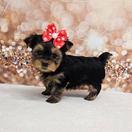 Portia - Blue and gold female Yorkshire Terrier puppy in Monticello, Iowa from Ashley’s Puppies