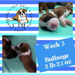 Boy 1 - Fawn Boxer puppy in Jupiter, Florida from CJM Boston and Boxer Puppies