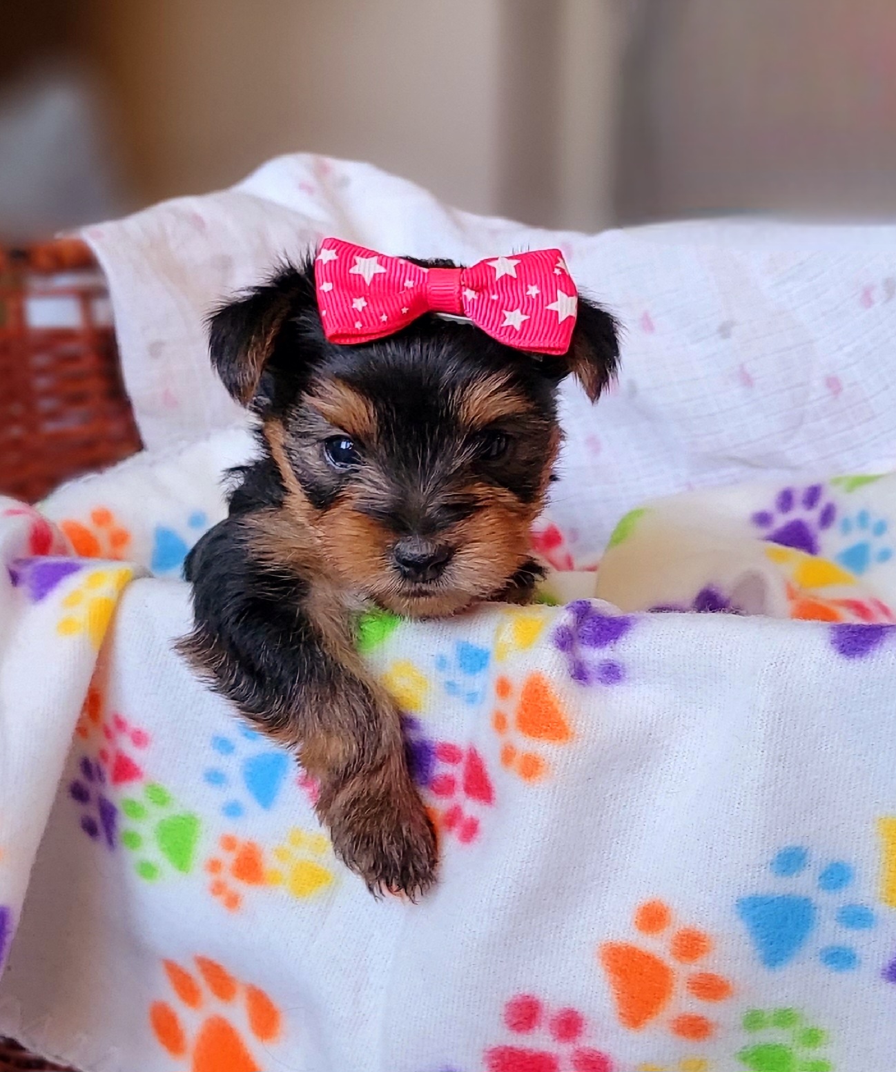 Poodle and Yorkshire Terrier Puppies from York Terrier Treasures