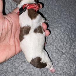 Red - Gold and white male Shih Tzu puppy in Eunice, Louisiana from 4J's Cajun Kennels