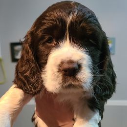 English Springer Spaniel Puppies from Rocky Top Springer Spaniels