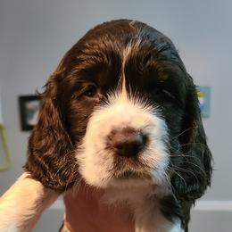 English Springer Spaniel Puppies from Rocky Top Springer Spaniels